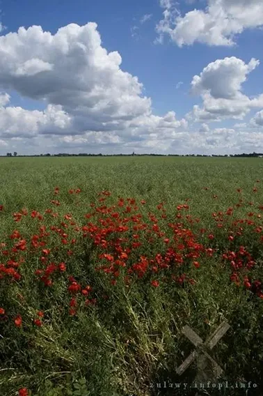 Wielkie Żuławy Malborskie